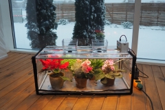 best light for growing plants indoors