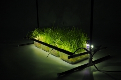 plant grow lights