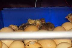 broody_zoom-incubation-at-office
