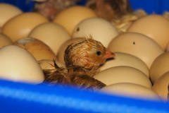 broody_zoom-incubation-at-office