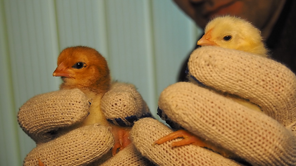 23 day of incubation. Incubation of chickens in the Office.