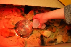 23-день-инкубации-инкубирование-цыплят