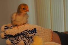 23-день-инкубации-инкубирование-цыплят