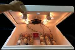 Incubator for eggs Br-Box 50