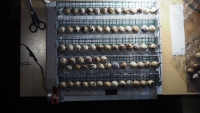 Incubarea oualor de prepeliță în birou
