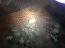Incubación de huevos de codorniz en la oficina