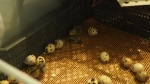 Інкубація перепелиних яєць в офісі