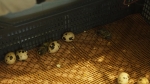 Incubation of quail eggs in the office