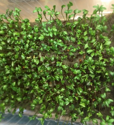 20_resize_grow_microgreen_germinator