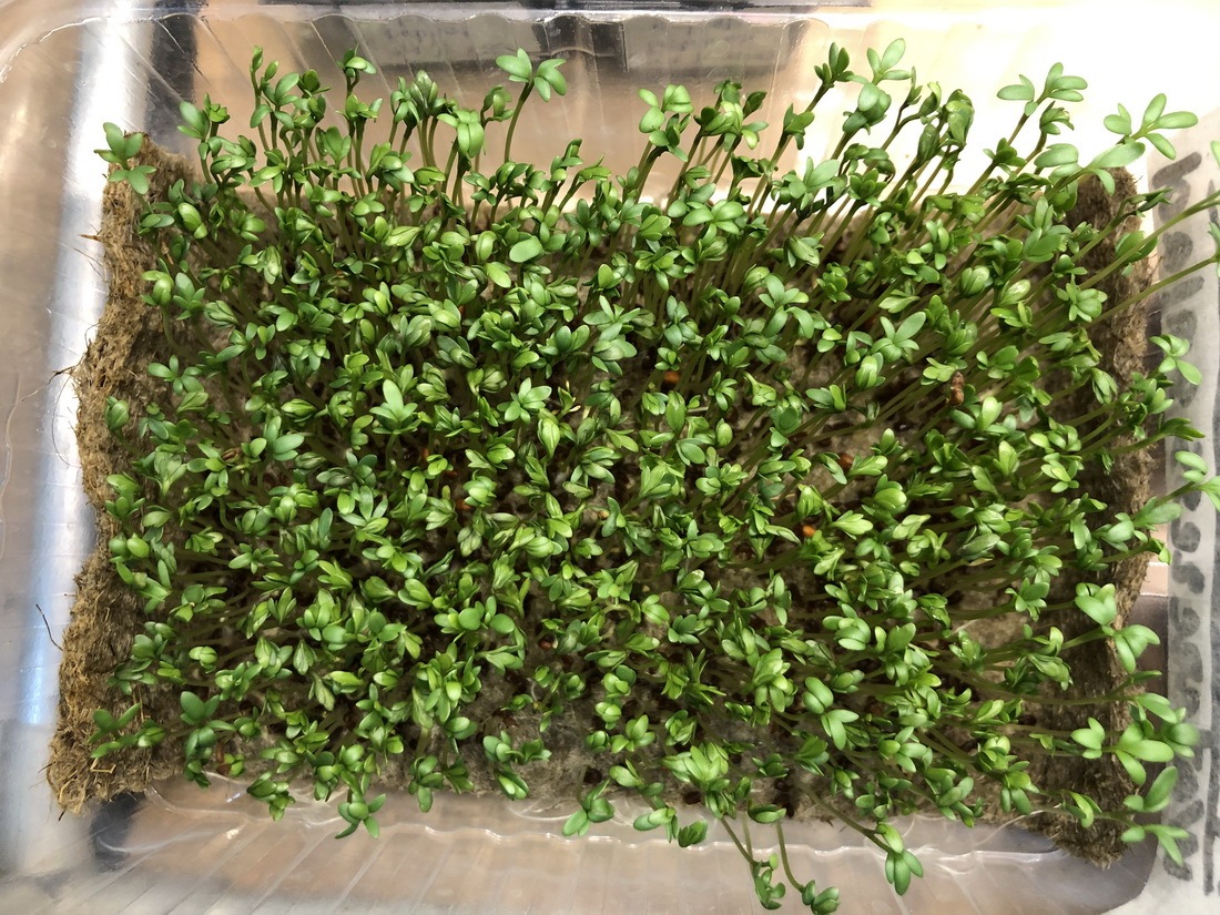 22_resize_grow_microgreen_germinator
