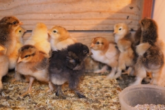 hens hatchability 93% Broody Zoom incubator A