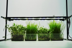 plant grow lights