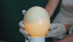 Ovoscope for ostrich eggs
