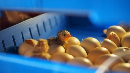 Oceń Egg Inkubator Broody Powiększanie
