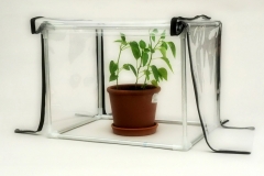 Mini greenhouse for the apartment
