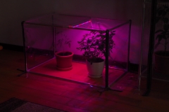 Mini-greenhouse for the apartment, mini greenhouse for the house