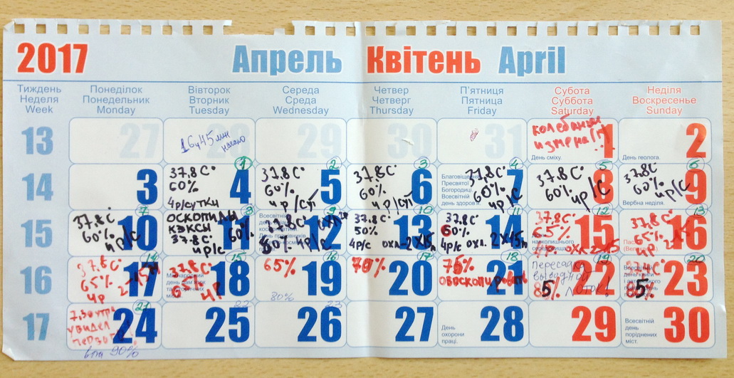 Το ημερολόγιο της επώασης κοτόπουλων στο γραφείο. Θερμοκοιτίδα μελαγχολικός