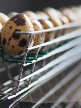 Cassette for quail egg eggs incubator Broody