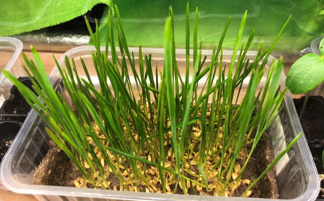 Вирощування мікрозелені в пророщувачі GreenCap L. Частина 1