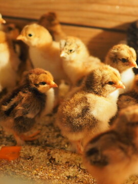 The withdrawal rate of chickens is 93%. Incubation of the hens “Kohinhin” and “Brahma”.